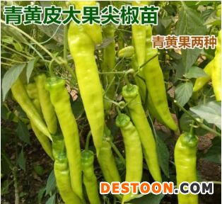 上饶抗病陇椒苗\螺丝椒苗,九江大量批发辣椒苗厂家