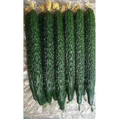 平江全雌油亮黄瓜苗品种,常熟哪育越冬黄瓜苗