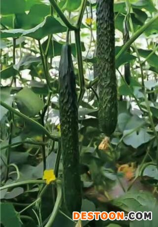宁津批发嫁接黄瓜苗厂家,临邑绿瓤抗病强黄瓜苗