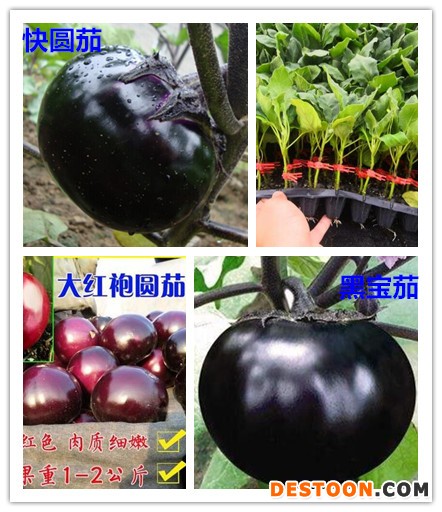 圆茄拼_副本.jpg