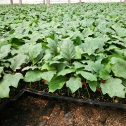 诸暨哪育紫红线茄子苗,上虞嫁接茄子苗基地