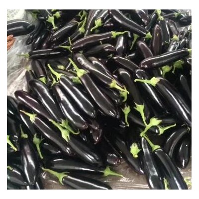 鲁山代育嫁接茄子苗基地,叶县紫萼长茄子苗高产