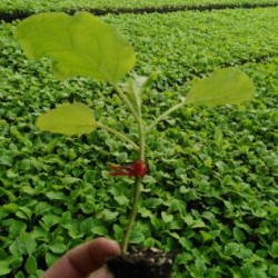 阳东哪有嫁接茄子苗卖,阳春杭茄2010线茄苗