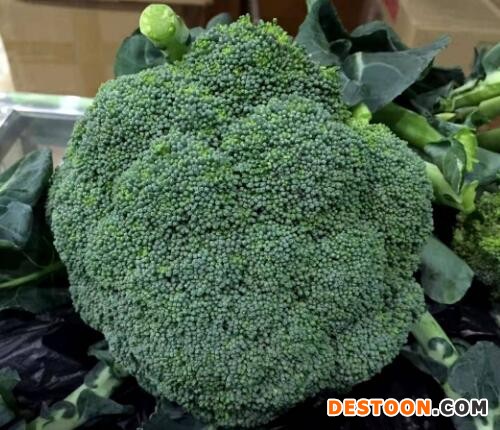 漯河卖冷棚种有机菜花苗,三门峡西兰花苗品种育苗厂