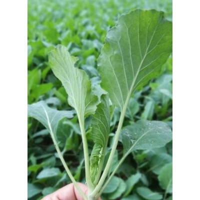 商丘批发西兰花苗育苗厂,周口卖耐寒菜花苗\甘蓝苗