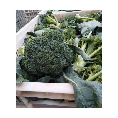 驻马店批发西兰花苗基地直发,南阳卖花菜苗\甘蓝苗