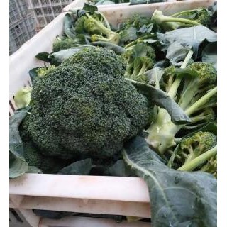 淄博批发有机菜花苗厂家,枣庄抗病西兰花苗品种