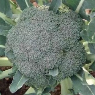 沧州育早熟西兰花苗品种,廊坊批发花菜苗基地