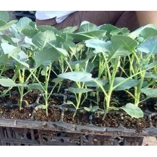 商水育西兰花苗基地,西华批发花菜苗\甘蓝苗厂家