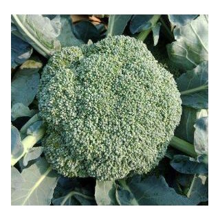 鹿邑育早熟西兰花苗品种,太康批发花菜苗基地