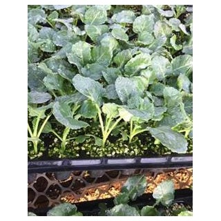 新郑育耐寒西兰花苗,荥阳卖有机花菜苗育苗厂