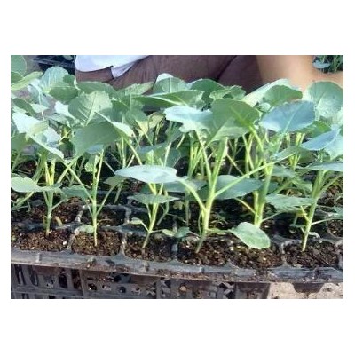 新密育西兰花苗基地,登封批发花菜苗\甘蓝苗厂家
