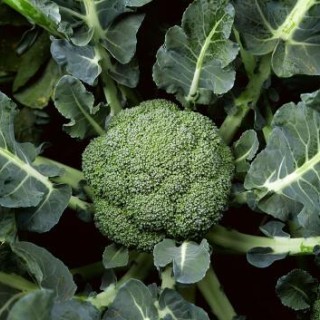 临沂育耐寒西兰花苗,河东卖有机花菜苗育苗厂