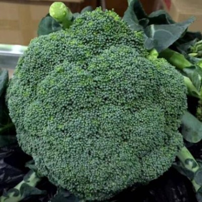 莒南育早熟西兰花苗品种,沂水批发花菜苗基地
