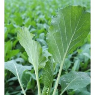 嘉祥育西兰花苗基地,汶上批发花菜苗\甘蓝苗厂家
