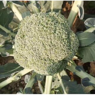 泗水育早熟西兰花苗品种,梁山批发花菜苗基地