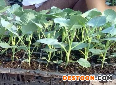 徐州育早熟西兰花苗品种\邳州批发花菜苗基地