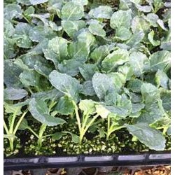 沧州批发有机菜花苗厂家,青县抗病西兰花苗品种