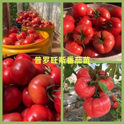 皋兰哪有育越冬番茄苗,永登抗病西红柿苗(耐寒)