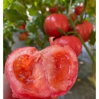 景泰哪里批发西红柿苗,普罗旺斯番茄苗品种