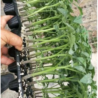 三门番茄苗批发厂家,玉环硬粉西红柿育苗基地