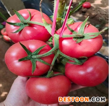 临海批发大红番茄苗基地,温岭适合越冬种西红柿苗品种