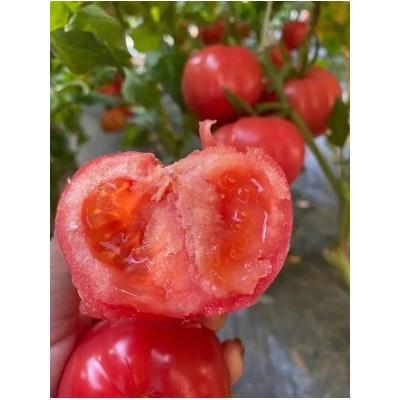 太白番茄苗育苗基地,泾阳批发大红西红柿苗