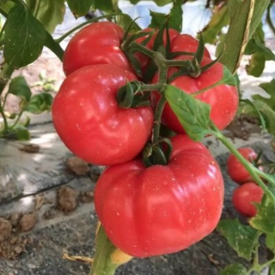 三原哪里批发西红柿苗,礼泉普罗旺斯番茄苗品种