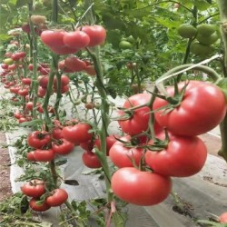 蒲城育西红柿苗基地,合阳卖硬粉番茄苗育苗厂