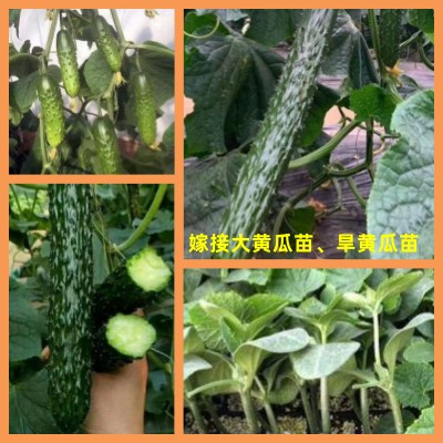 宝鸡批发旱黄瓜苗\小黄瓜苗,咸阳蔬菜育苗基地