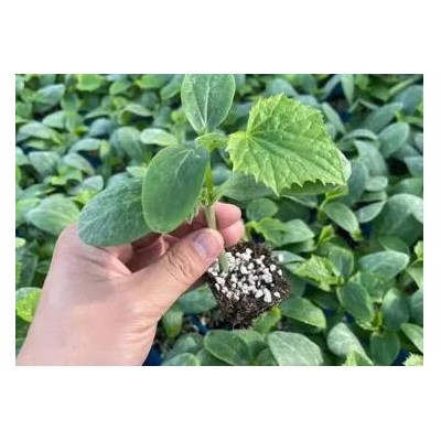 涞源蔬菜苗批发基地,定兴秋冬茬全雌黄瓜苗品种
