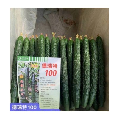 新泰批发旱黄瓜苗\小黄瓜苗,肥城蔬菜育苗基地