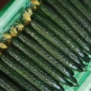 沭阳嫁接油亮黄瓜苗\泗洪批发强雌\瓜条直黄瓜苗