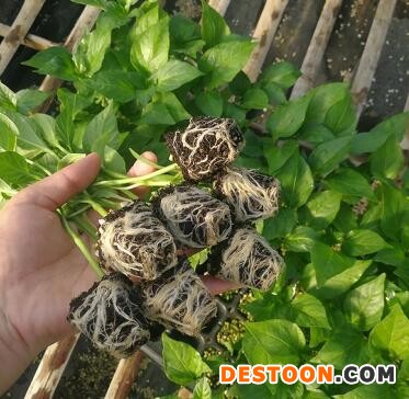 淮安买线椒苗找,盐城育苗厂辣椒苗批发