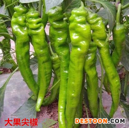巴彦淖尔买大果螺丝椒苗,鄂尔多斯批发黄绿皮辣椒苗厂家