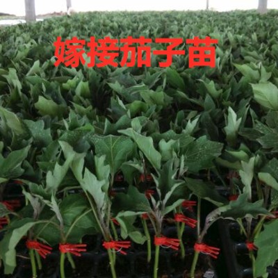 南通买茄子苗找,连云港育苗厂嫁接茄子苗基地