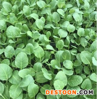 渭南去哪买杭茄2010线茄苗,咸阳茄子苗育苗厂直发
