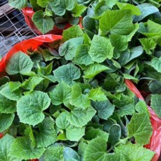 盐城育强雌黄瓜苗厂,高邮产量高油亮型黄瓜苗