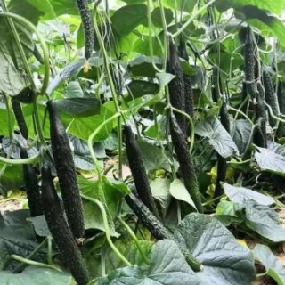 江阴去哪买越冬黄瓜苗,无锡批发强雌黄瓜苗基地
