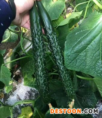 林州去哪买越冬黄瓜苗,内黄批发强雌黄瓜苗基地