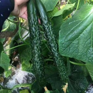 林州去哪买越冬黄瓜苗,内黄批发强雌黄瓜苗基地