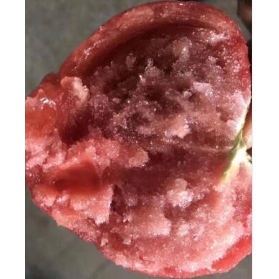 贺兰买番茄苗到,灵武育苗厂耐寒西红柿苗