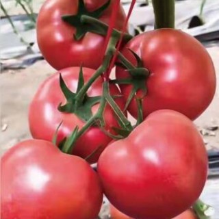 合肥小番茄苗哪有卖,芜湖批发西红柿苗育苗基地