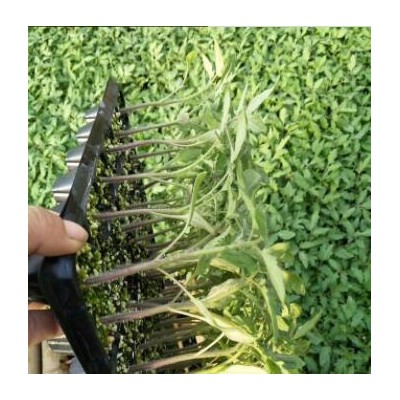 马鞍山哪里卖大粉西红柿苗,淮北育越冬番茄苗基地