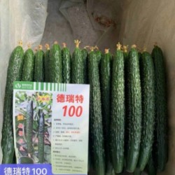 苏州强雌油亮黄瓜苗品种,常州秋冬茬黄瓜苗哪有卖