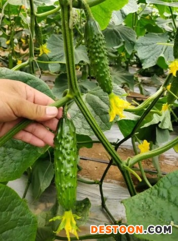 贵州黄瓜苗嫁接育苗基地,贵阳卖越冬茬黄瓜苗