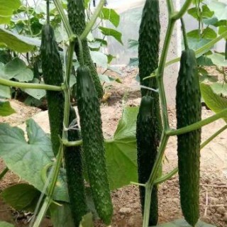 德清批发黄瓜苗育苗基地,长兴小黄瓜苗哪有卖