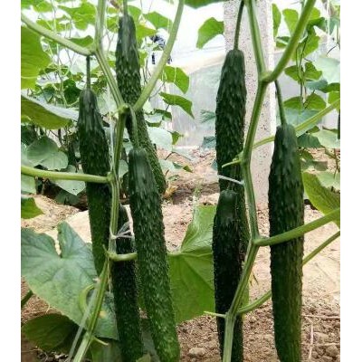绍兴育越冬黄瓜苗基地,新昌哪里卖强雌黄瓜苗