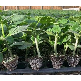 嘉鱼批发黄瓜苗厂家,赤壁黄瓜苗去哪买