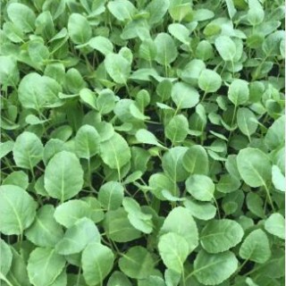 日照紫黑长茄苗\圆茄子苗,滨州育嫁接茄子苗厂
